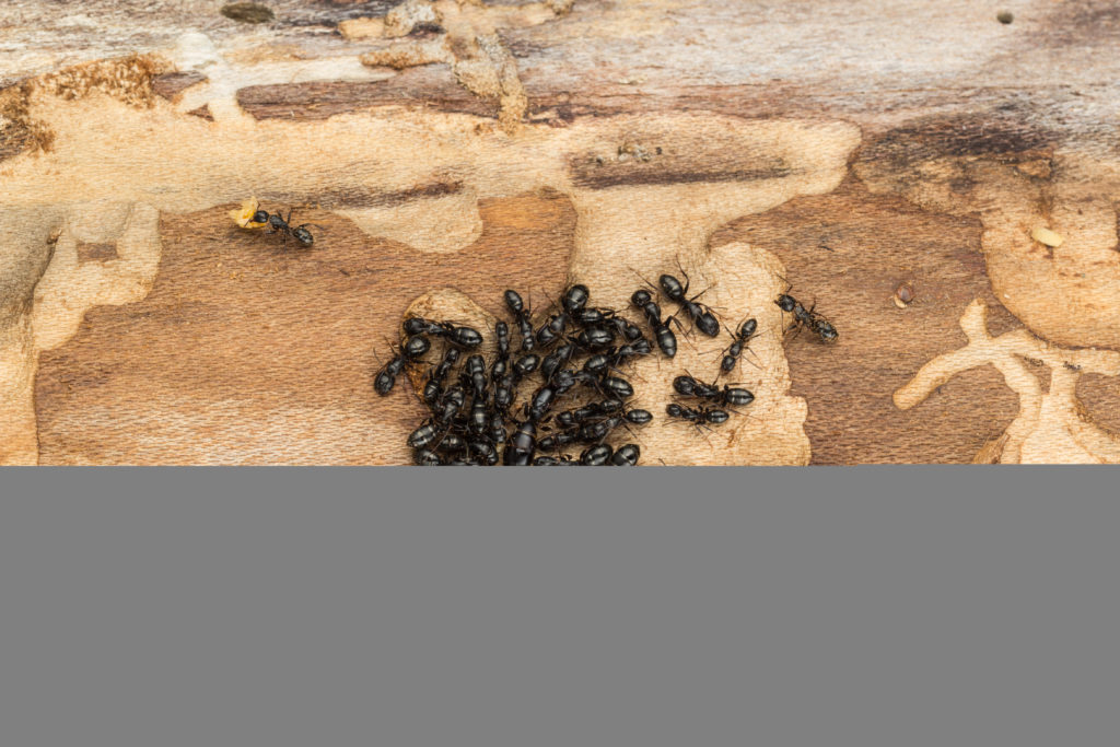 How To Detect Carpenter Ants Around Your House | Pest Control